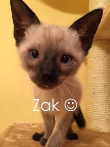 zak the cat logo